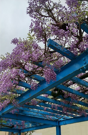 紫の藤の花
